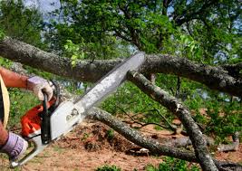 Best Root Management and Removal  in Cottonwood, MN